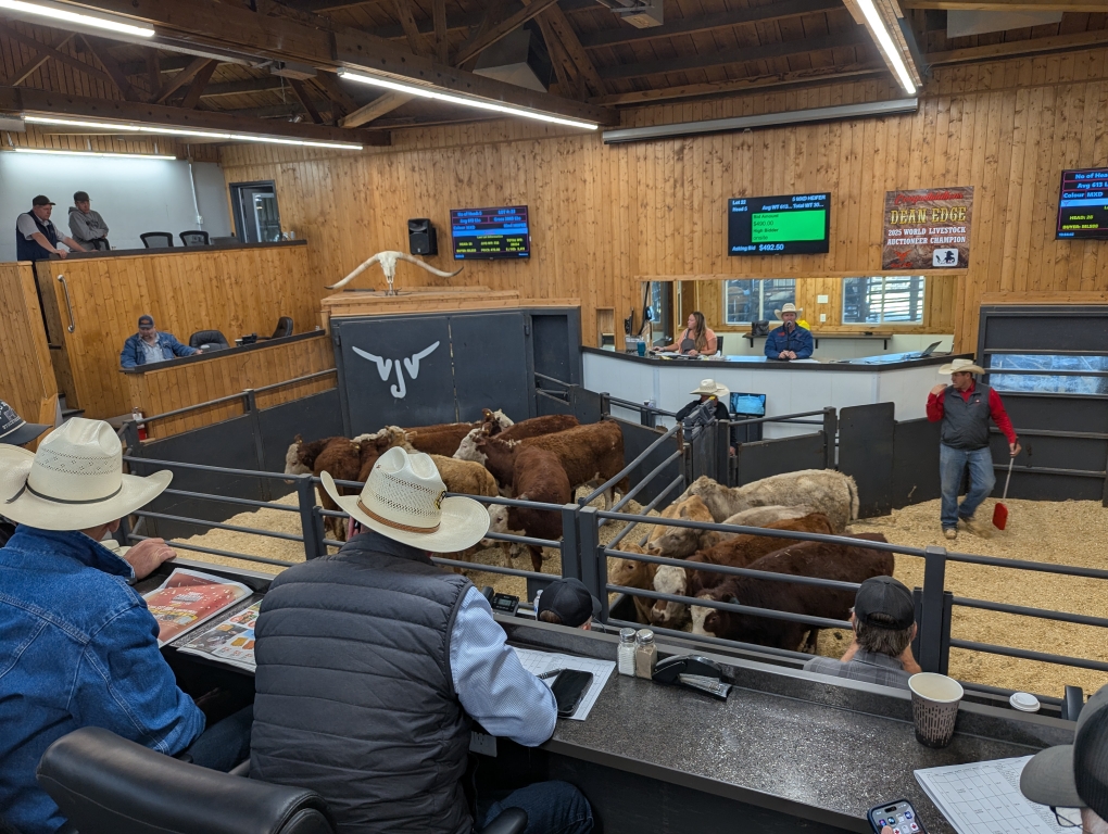 Auction