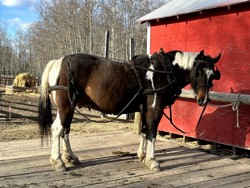 Smoky's Son (Not for Consignment)