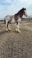 Stud for Reference, Not for Sale